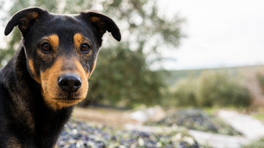Can EVOO extend the life of dogs? Science opens a new door to animal health.