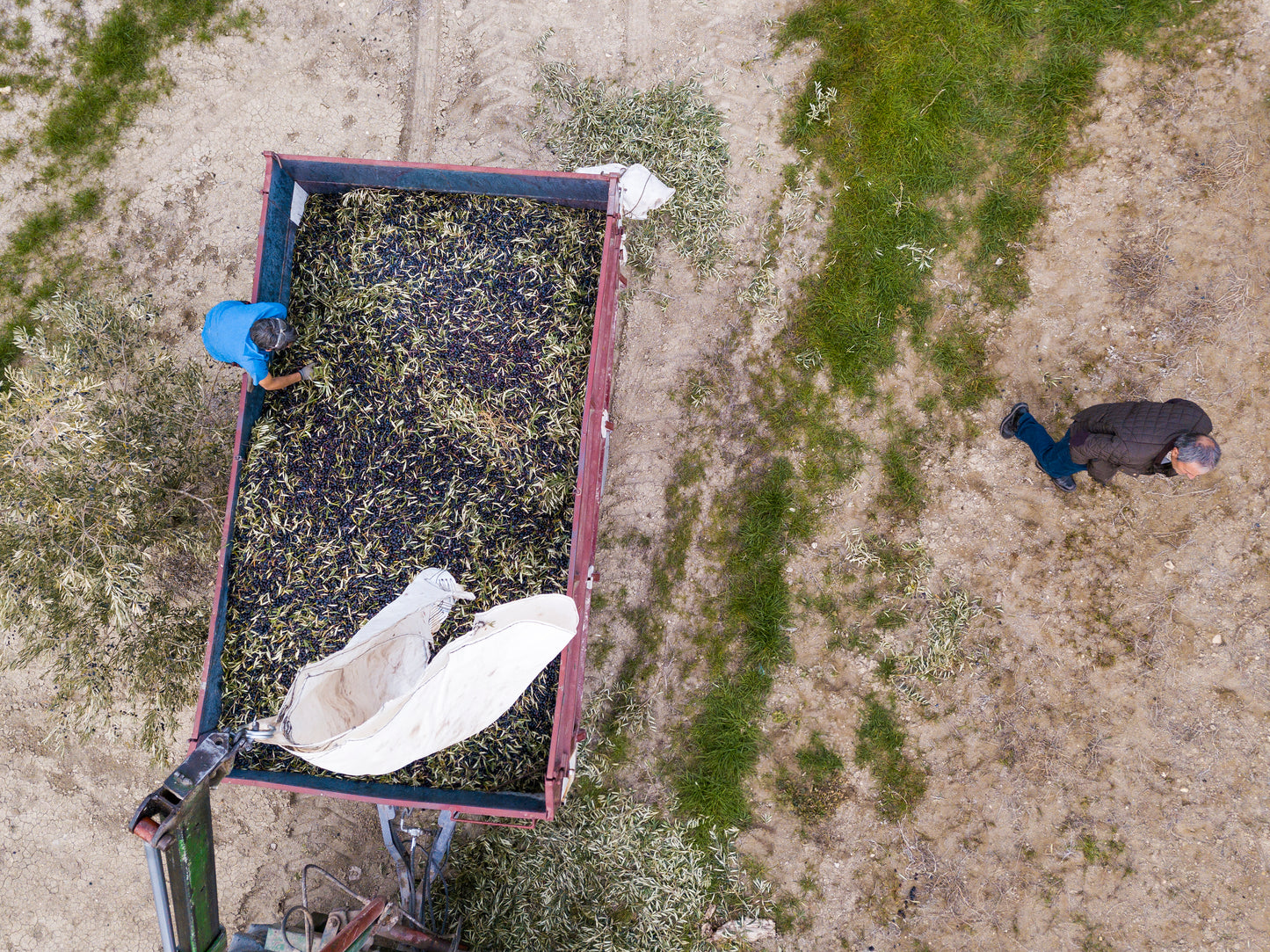 PICUAL TRADITIONAL EVOO. Harvest Dec 2025 2.5L.