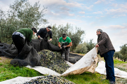 PICUAL TRADITIONAL EVOO. Harvest Dec 2025 2.5L.
