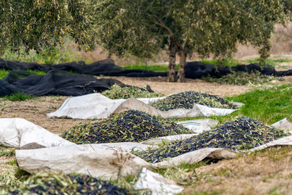 PICUAL TRADITIONAL EVOO. Harvest Dec 2025 2.5L.