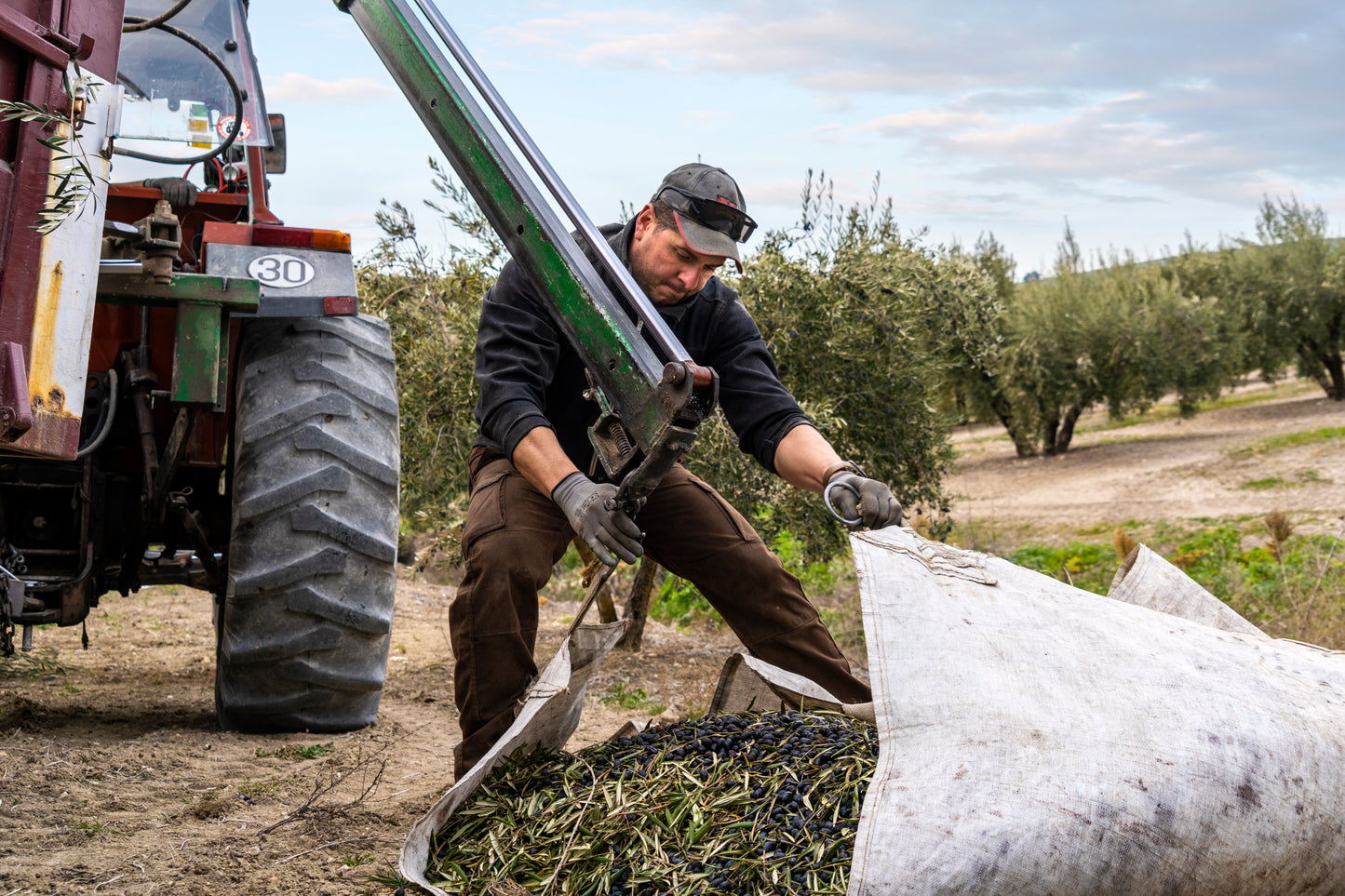PICUAL TRADITIONAL EVOO. Harvest Dec 2025 2.5L.