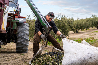 PICUAL TRADITIONAL EVOO. Harvest Dec 2025 2.5L.