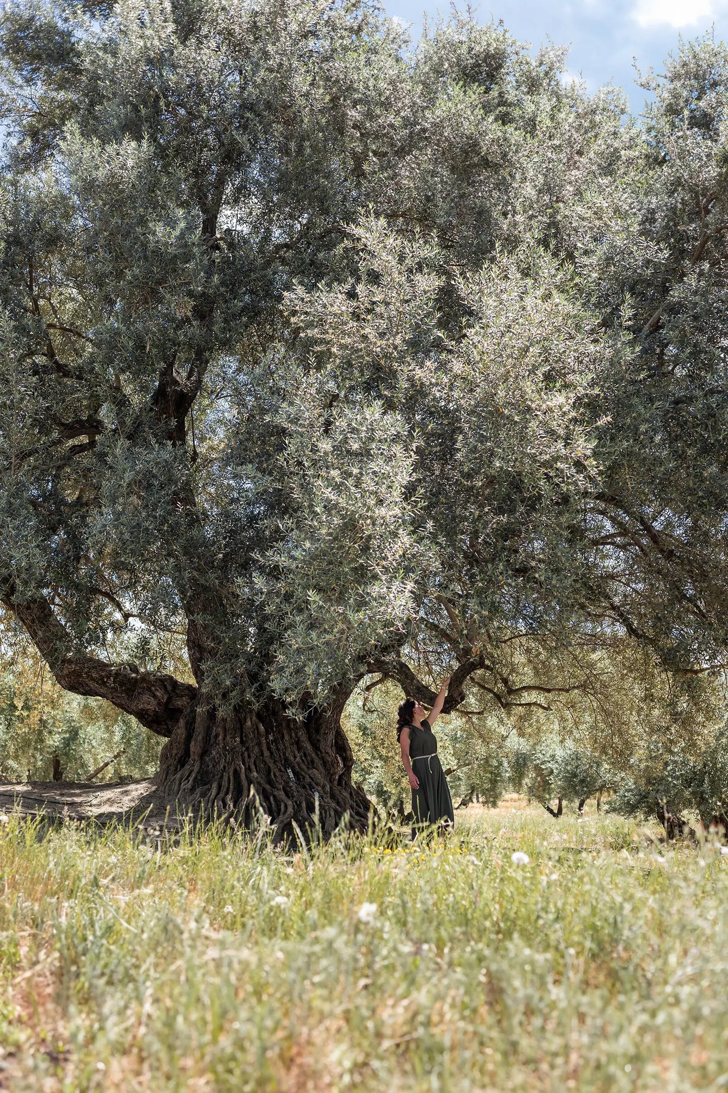 PICUAL TRADITIONAL EVOO. Harvest Dec. 2024. 5L.