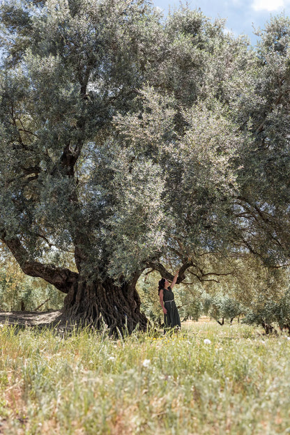 PICUAL TRADITIONAL EVOO. Harvest Dec. 2024. 5L.
