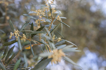PICUAL TRADITIONAL EVOO. Harvest Dec 2024. 2.5L.