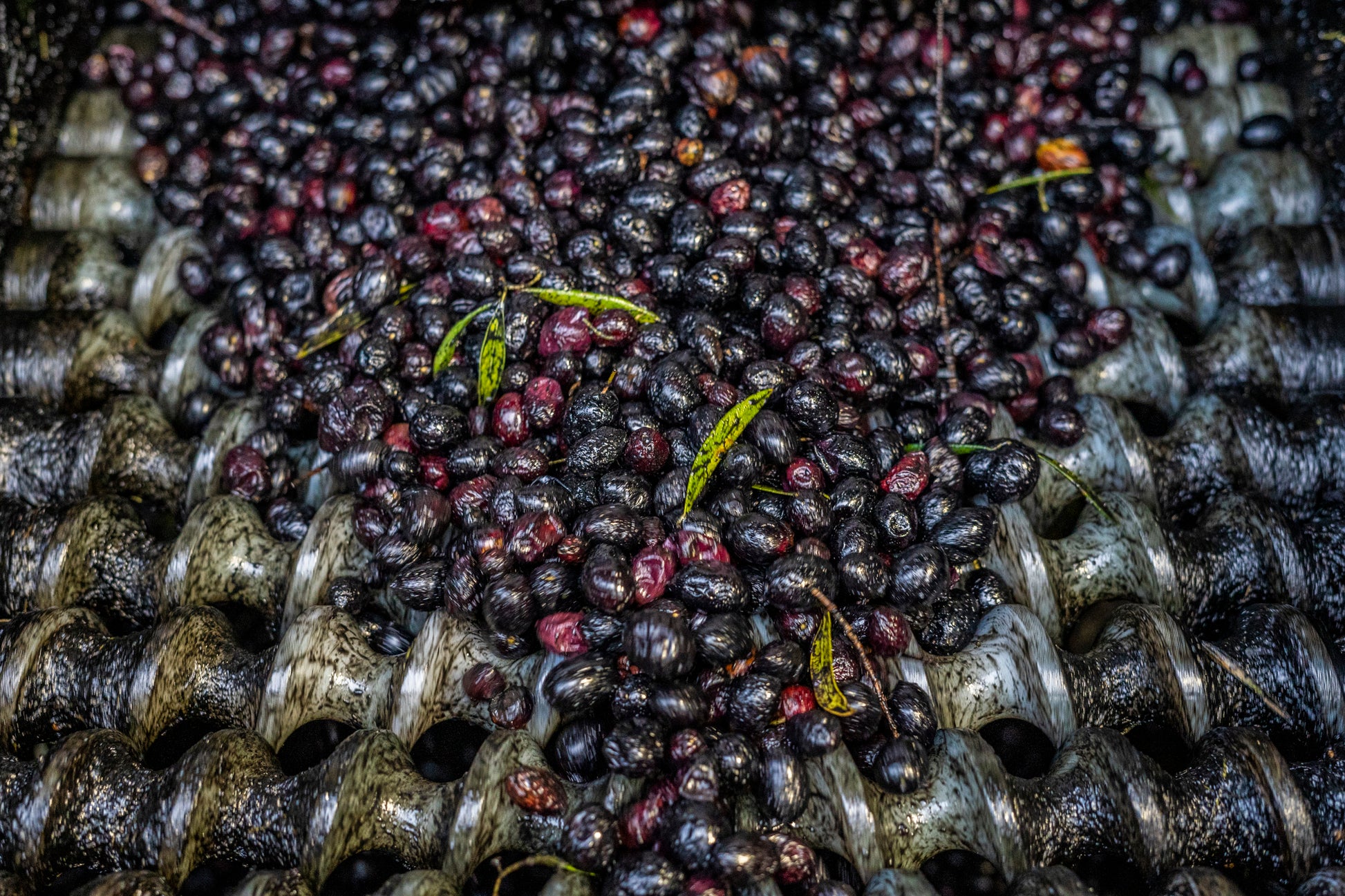 Best Quality Spanish Extra Virgin Olive Oil (EVOO or Olive Juice). Picual Olive Oil & Royal Olive Oil. Spanish Fresh Green Olives. Olive Oil Craft Chocolate Made w/ Violet Petals. Free Delivery Canada & USA. 