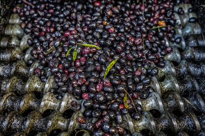 Best Quality Spanish Extra Virgin Olive Oil (EVOO or Olive Juice). Picual Olive Oil & Royal Olive Oil. Spanish Fresh Green Olives. Olive Oil Craft Chocolate Made w/ Violet Petals. Free Delivery Canada & USA. 