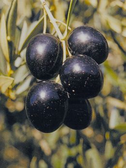 PICUAL TRADITIONAL EVOO. Harvest Dec 2025 2.5L.