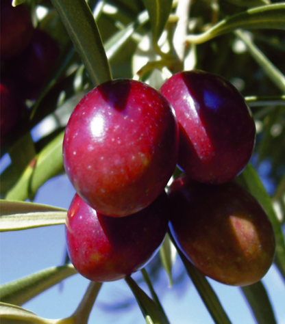 ROYAL EVOO – Delicate, Buttery & Naturally Smooth. 500ml.