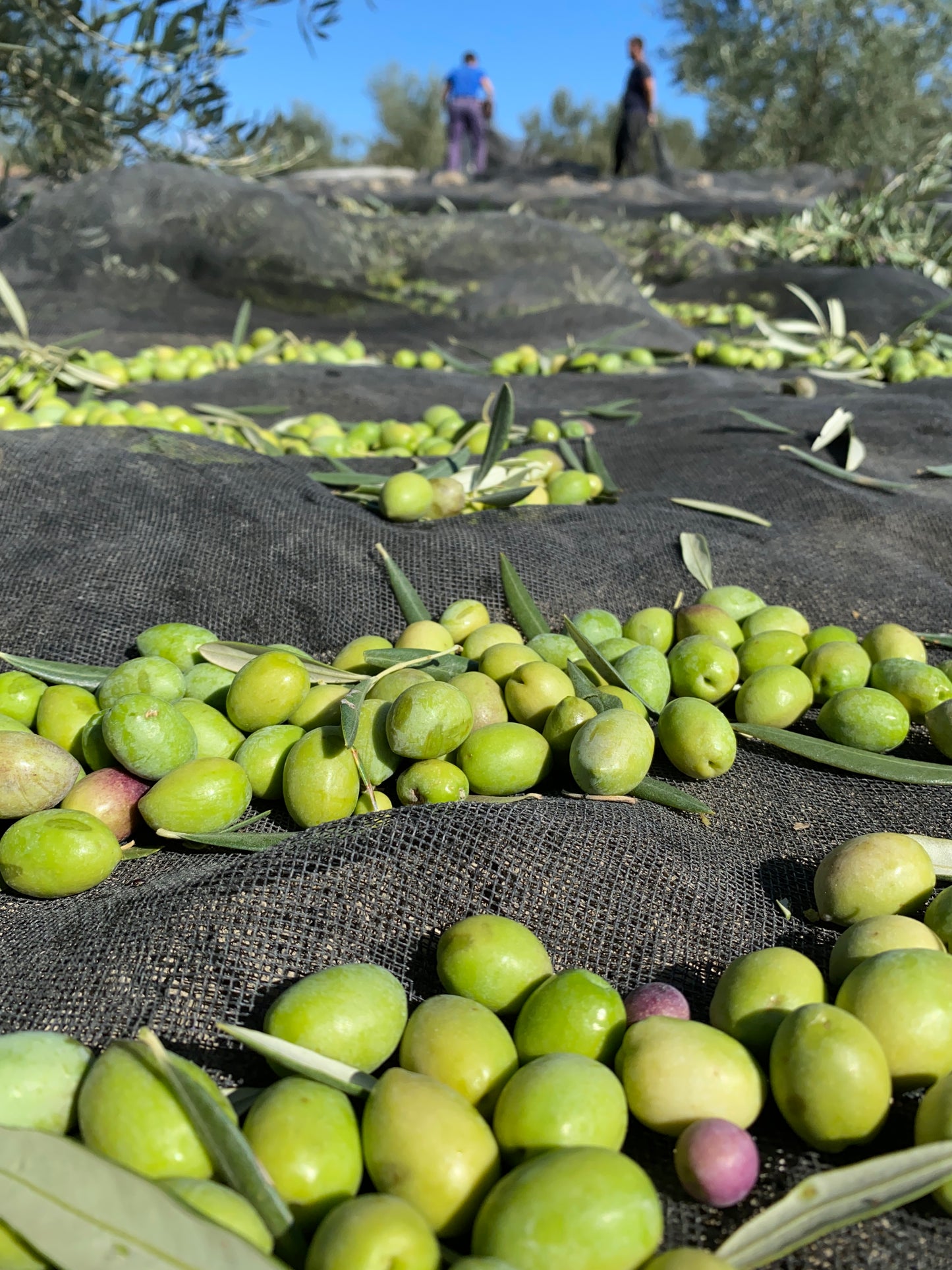 PICUAL EARLY HARVEST EVOO. Harvest Oct. 2025 500ML.