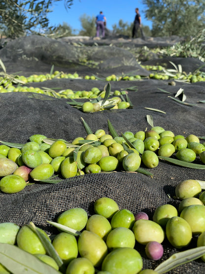 PICUAL EARLY HARVEST EVOO. Harvest Oct. 2025 500ML.